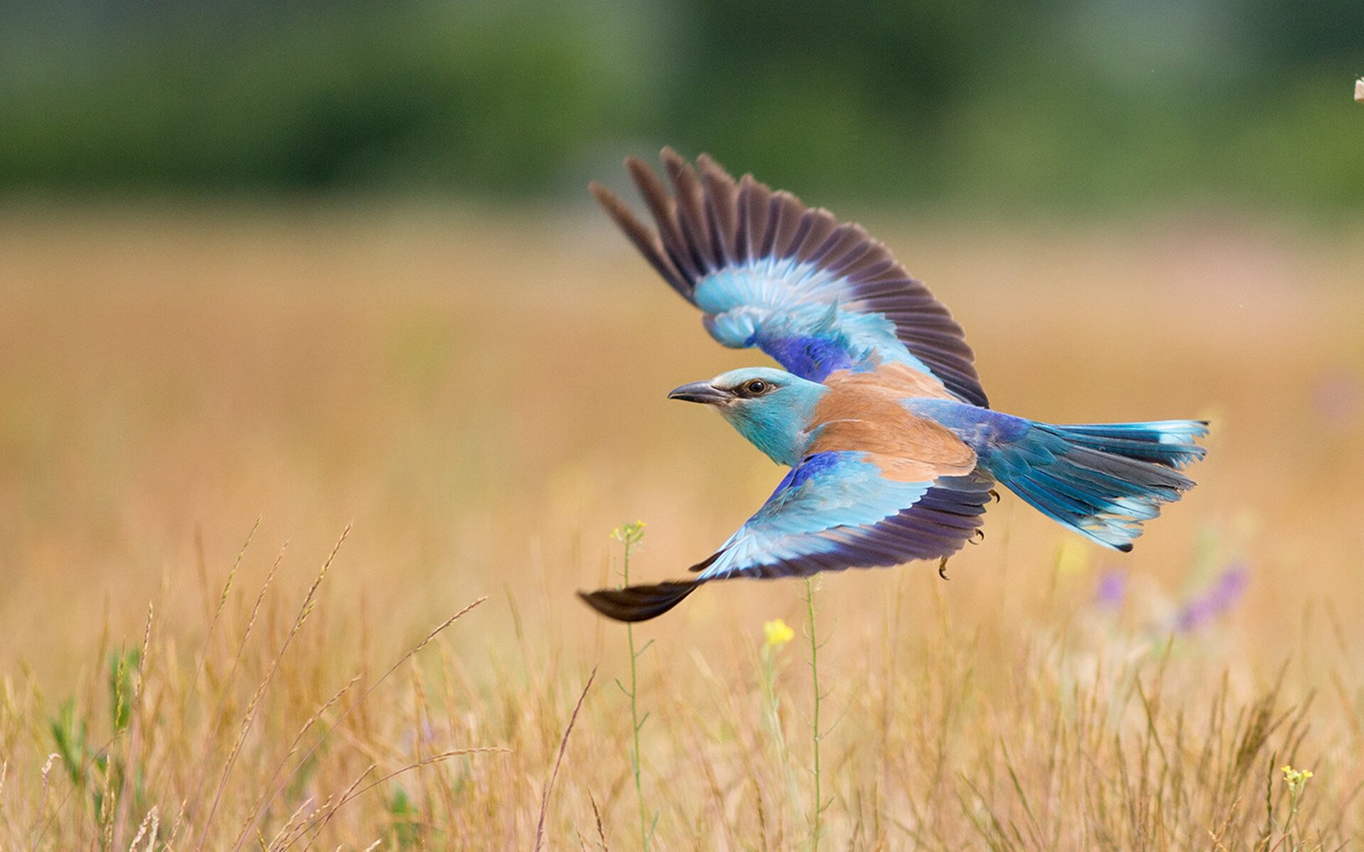 佩德里一剑封喉！拉齐奥梦碎第93分钟，足球的残酷与美在此刻定格